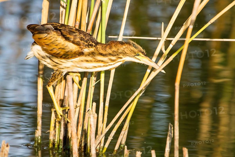 Little Bittern (Ixobrychus minutus) juvenile foraging, Thuringia, Germany