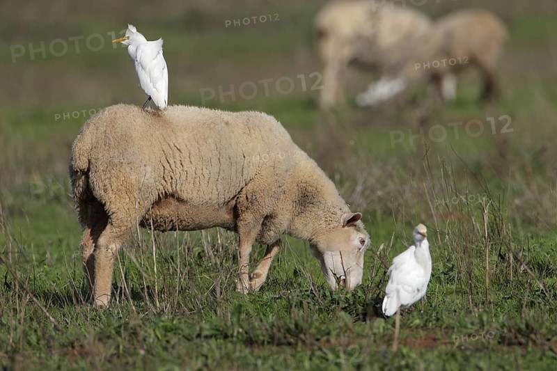 Kuhreiher; lat. Bubulcus ibis; nutzen die weidenden Schafe zur Nahrungsfindung