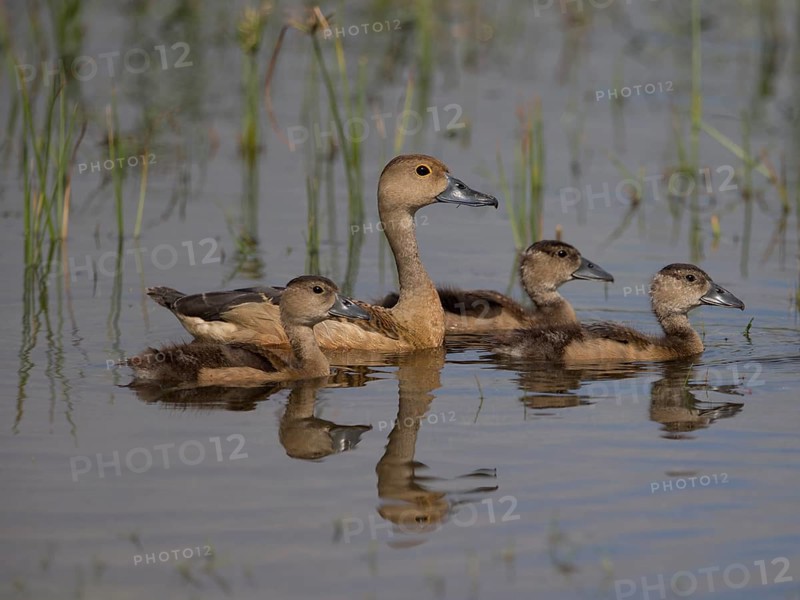 Lesser Whistling Duck (Dendrocygna javanica) with chicks, Sri Lanka