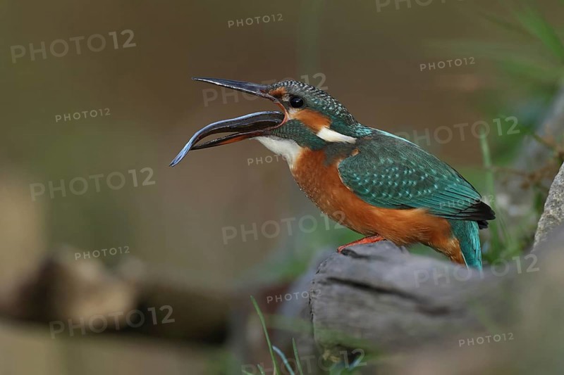 Common Kingfisher (Alcedo atthis) female with fish prey in its beak, Bavaria, Germany