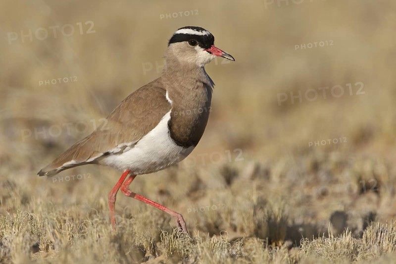 Crowned Lapwing (Vanellus coronatus), Northern Cape, South Africa