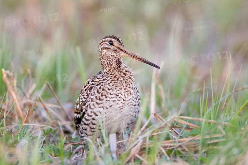 Great Snipe (Gallinago media), Nizhegorodskaya, Russia