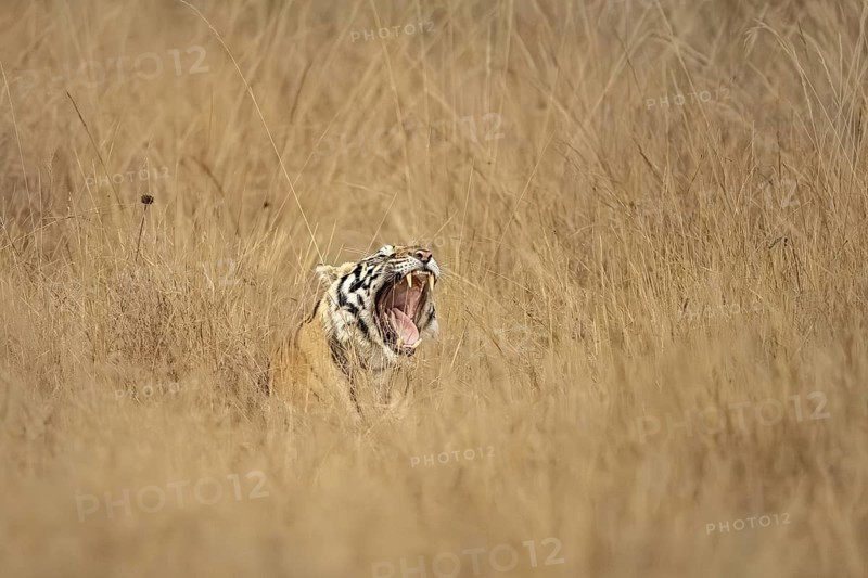 Bengal tiger (Panthera tigris tigris), lying in tall grass, yawning, showing tongue and teeth, Bandhavgarh National Park, Bahannara, Manpur, Madhya Pradesh, India