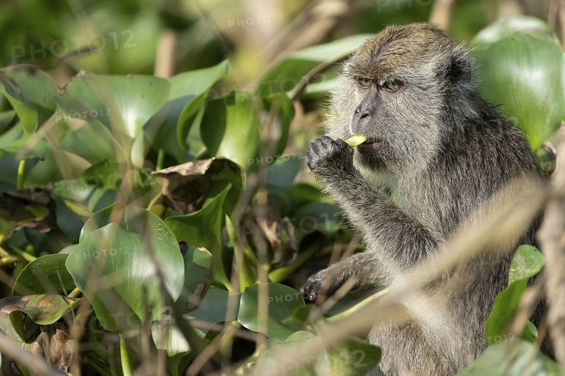 Javanese monkey (Macaca fascicularis), Kota Kinabatangan, Sabah, Malaysia