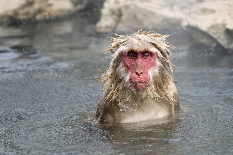 Japanese macaque (Macaca fuscata), wet, bathing, in winter, Jigokudani Snow Monkey Park, Yamanouchi, Shimotakai, Nagano Prefecture, Japan