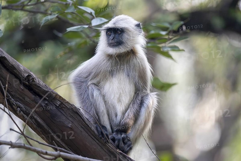 Northern plains gray langur (Semnopithecus entellus), sitting on tree, Bandhavgarh National Park, Bahannara, Manpur, Madhya Pradesh, India