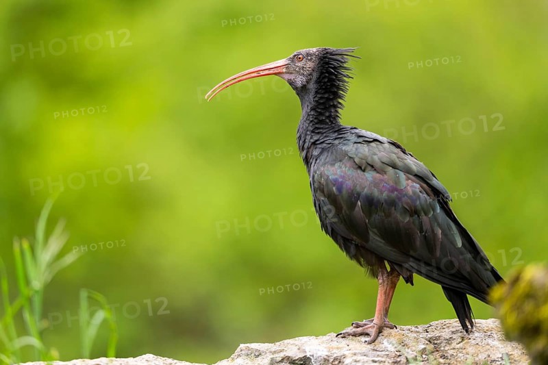 Northern bald ibis (Geronticus eremita) sitting on a rock, Bavaria, Germany