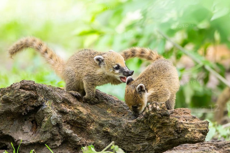 South American coati (Nasua nasua) youngsters on an old tree trunk, captive, Zoo Augsburg