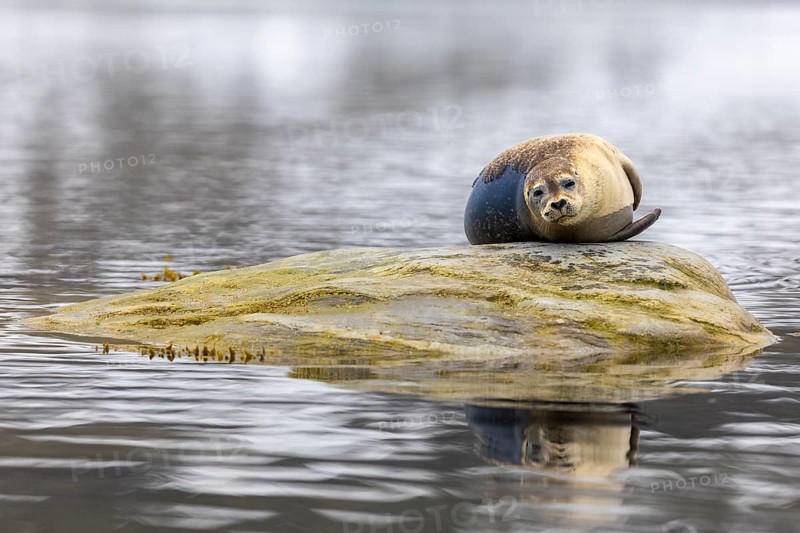 Harbour seal (Phoca vitulina) lying on a stone in the water, Mammals (Mammalia), Gravnesodden, Spitsbergen, Svalbard