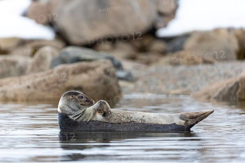 Harbour seal (Phoca vitulina) lying on a stone in the water, Mammals (Mammalia), Smeerenburgbreen, Spitsbergen, Svalbard