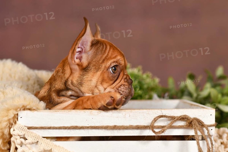 Side view of cute Mocca French Bulldog dog puppy in box with natural boho style decoration in front of brown background