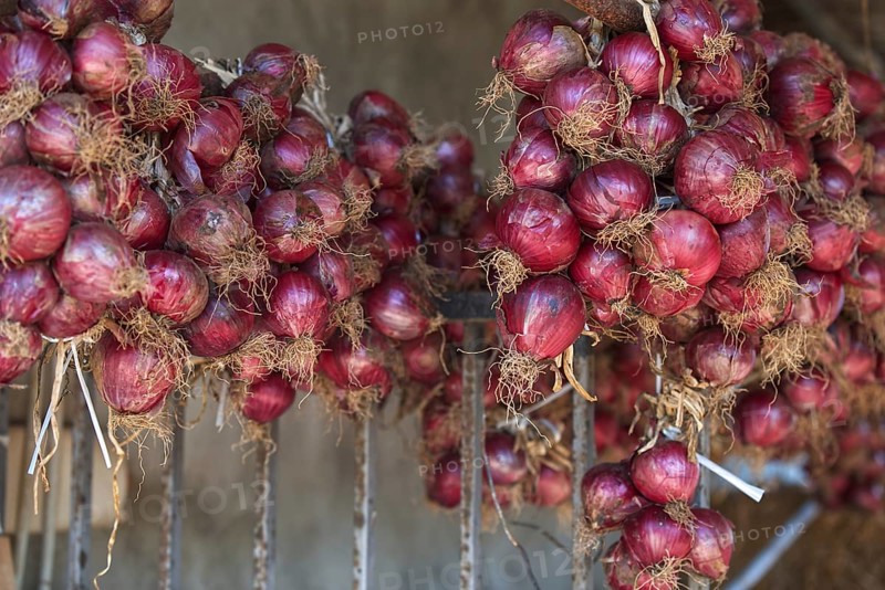 Red onions hung in bunches for storage in a rustic setting, Ricadi, Capo Vaticano