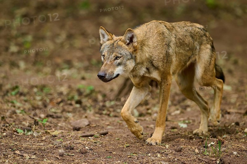 Wolf (Canis lupus), sneaking vigilantly through the forest, Germany