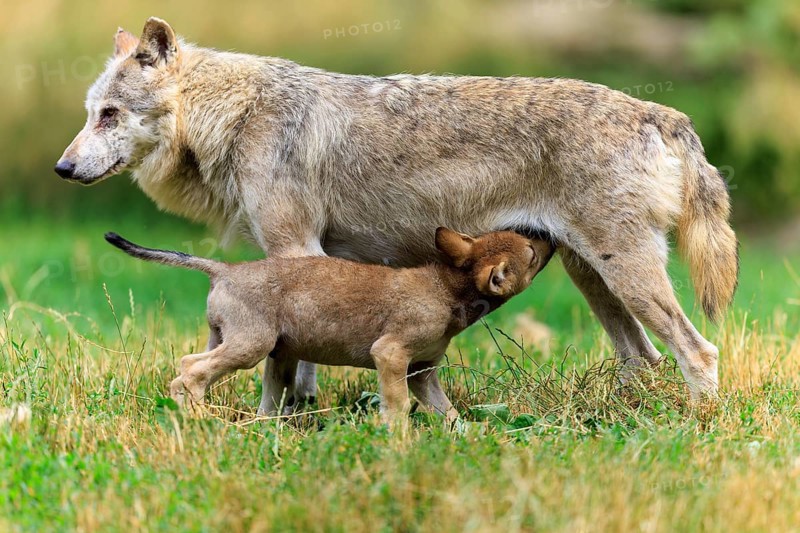 Puppy drinking milk from mother wolf in the meadow, Timberwolf, wolf, American wolf, (Canis lupus lycaon), puppy, Germany