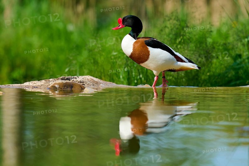 Duck with red beak standing at the water, reflection visible, shelduck (Tadorna tadorna), spring, France