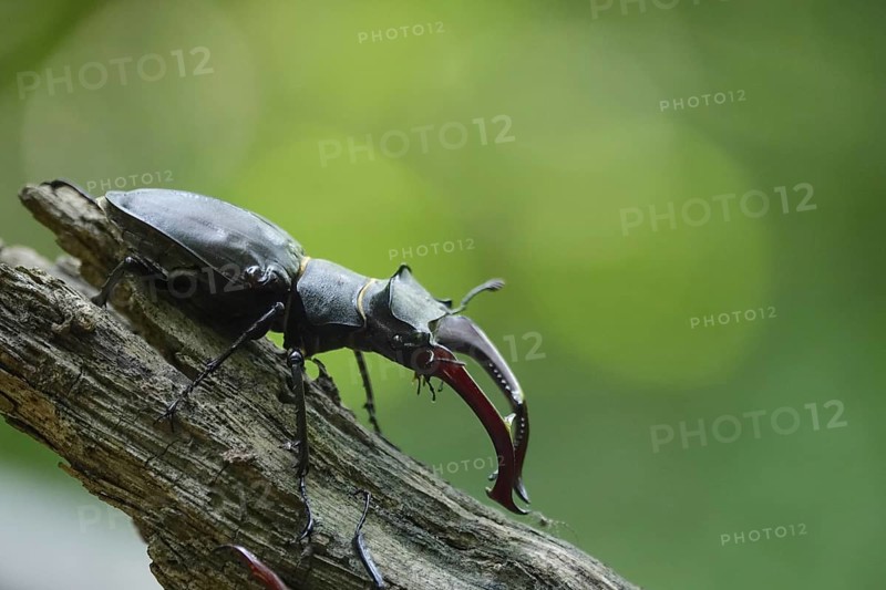 Fascinating stag beetle (Lucanus cervus), insect of the year 2012, June, Saxony, Germany