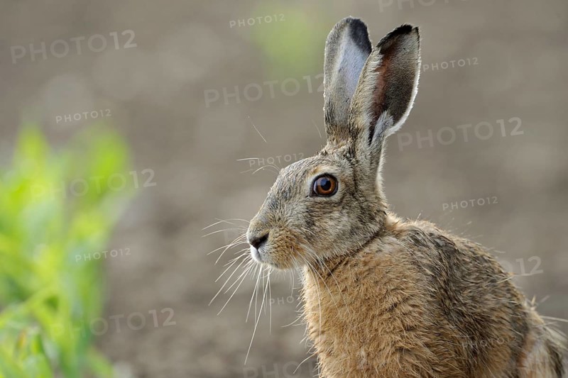Portrait... European hare (Lepus europaeus), detailed close-up of the hare sitting in a corn field, beautiful view into the camera, Lower Rhine, Rhine district Neuss, North Rhine-Westphalia, Germany, Western Europe