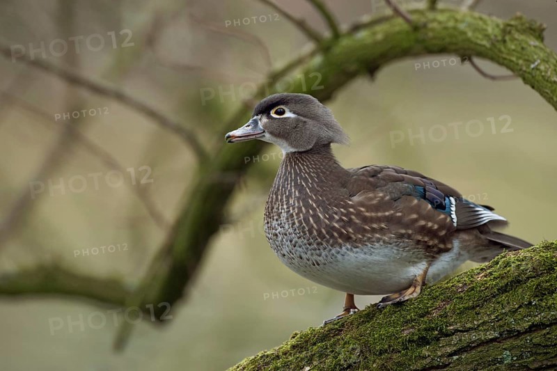 Beautiful to look at... Brown duck (Aix sponsa), as a wild bird rare captive refugee in Europe, original home is North America, cave-breeder, native nature, Lower Rhine, Rhineland, North Rhine-Westphalia, Germany, Western Europe
