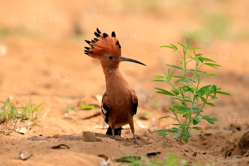 African hoopoe (Upupa africana), adult, alert, bonnet up, on ground, foraging, Kruger, Kruger National Park, South Africa