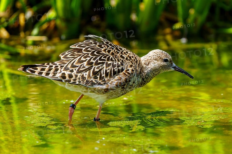 Bird with patterned plumage standing in green water, ruff (Calidris pugnax, Syn.: Philomachus pugnax), courtship display, France