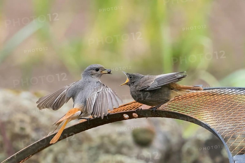 Female black redstart (Phoenicurus ochruros) feeding young on a wire mesh, Hesse, Germany