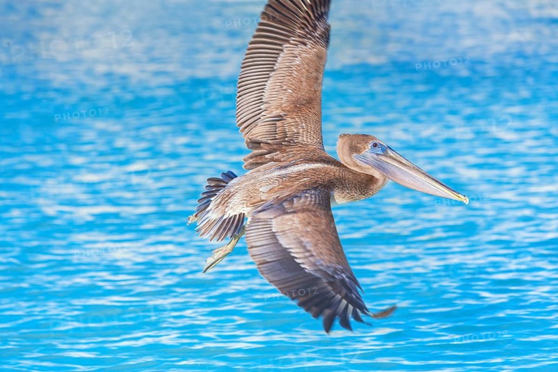 Brown pelican (Pelecanus occidentalis) in flight, Key West, Florida, USA