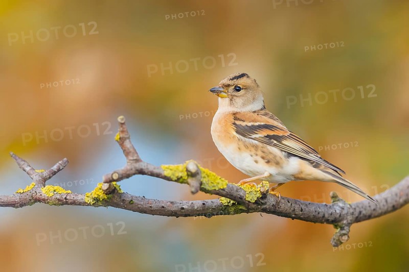 Bergfink, Fringilla montifringilla Brambling, Fringilla montifringilla