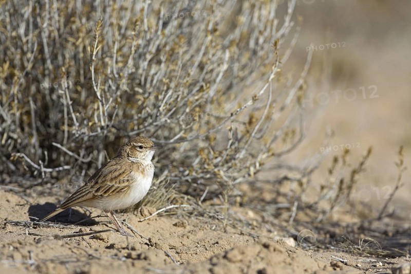 Fawn-colored Lark (Calendulauda africanoides), Northern Cape, Kgalagadi Transfrontier Park, South Africa