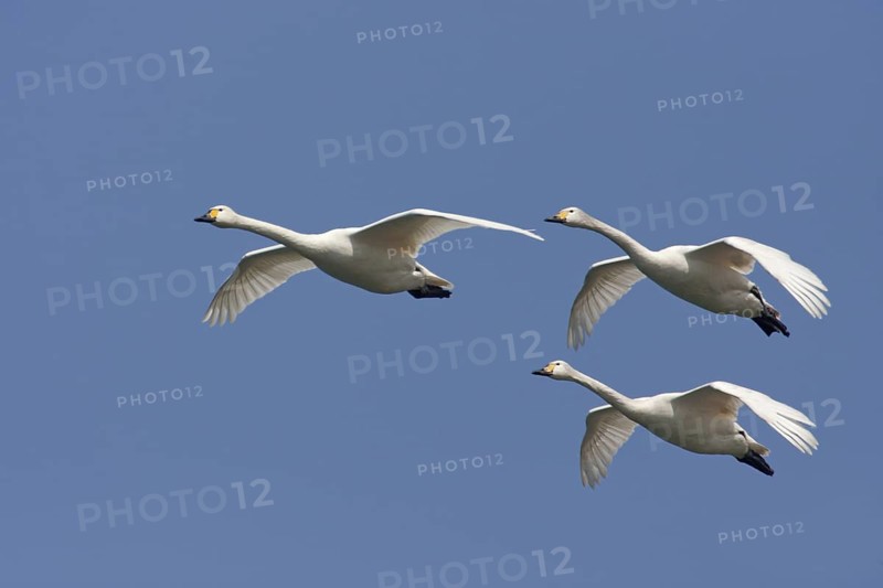 Tundra Swan (Cygnus columbianus bewickii) flying, Lake Biwa, Japan
