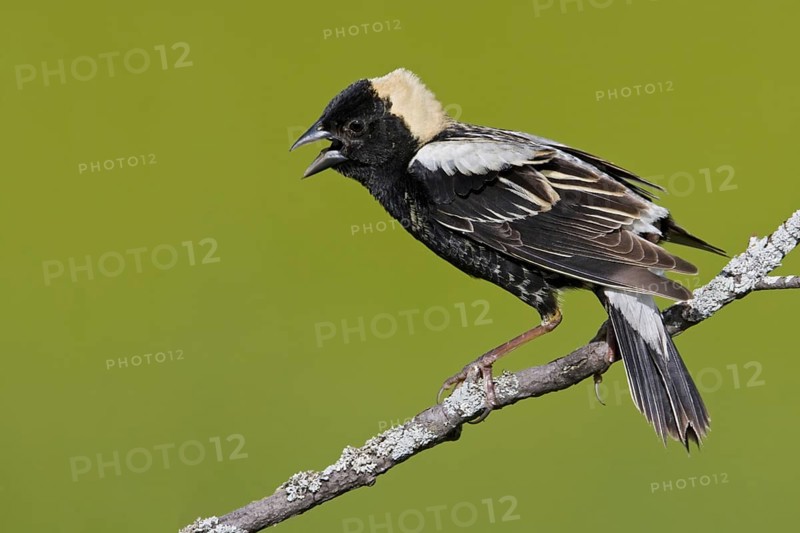 Bobolink (Dolichonyx oryzivorus) singing, Ontario, Canada