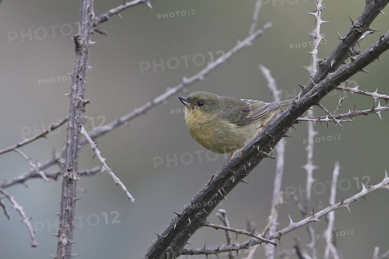 Rusty Flowerpiercer (Diglossa sittoides) female, Ecuador