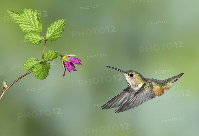 Rufous Hummingbird (Selasphorus rufus) female, British Columbia, Canada