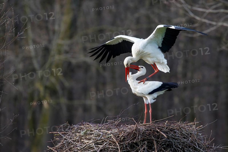 White Stork (Ciconia ciconia) pair mating, North Rhine-Westphalia, Germany