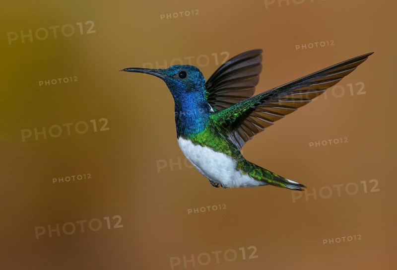 White-necked Jacobin (Florisuga mellivora) - at the Nature Pavilion in La Virgen, Costa Rica