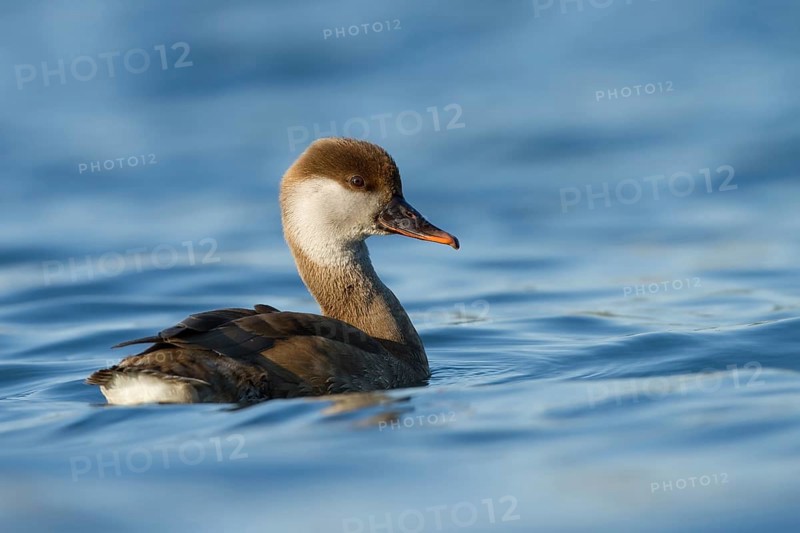 Red-crested Pochard (Netta rufina) female, Zurich, Switzerland