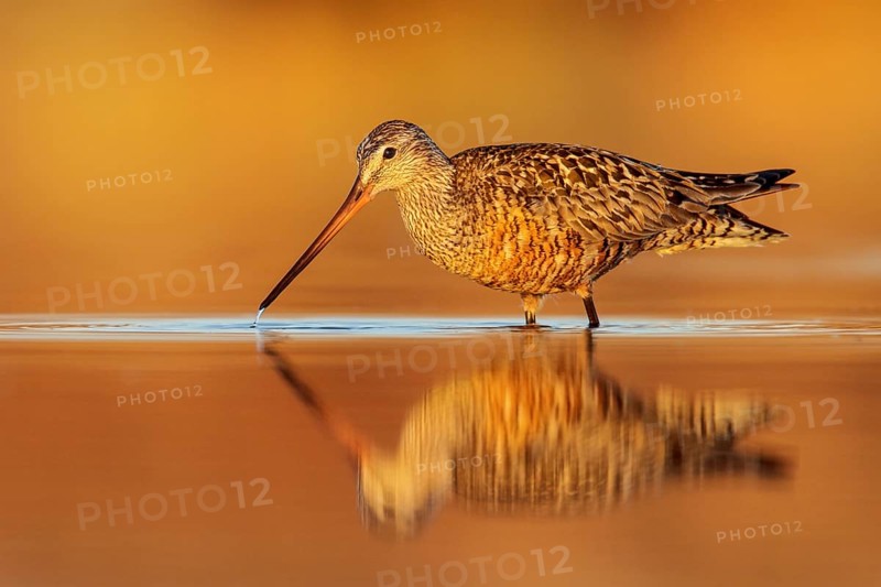 Hudsonian Godwit (Limosa haemastica) in a pond in the tundra near Churchill, Manitoba, Canada