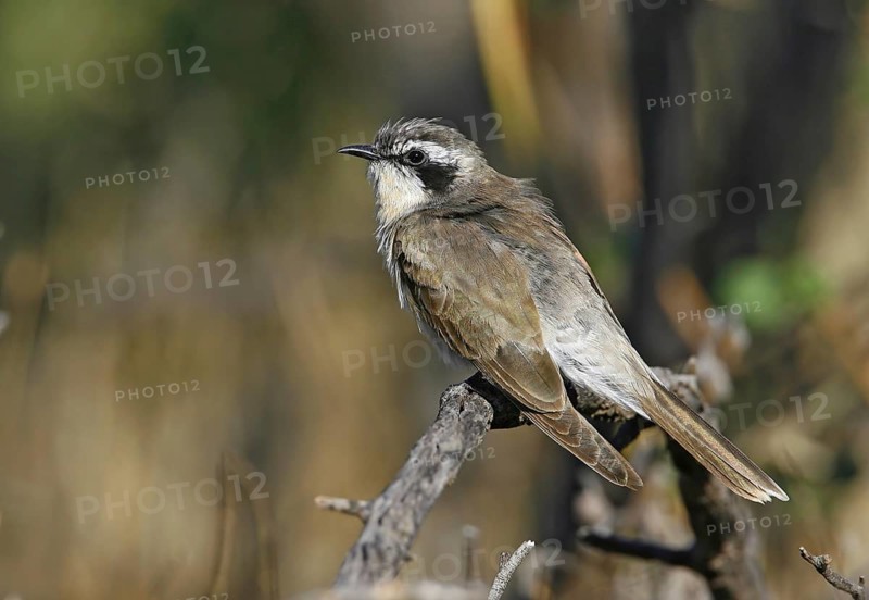 Black-eared Cuckoo (Chrysococcyx osculans), New South Wales, Australia