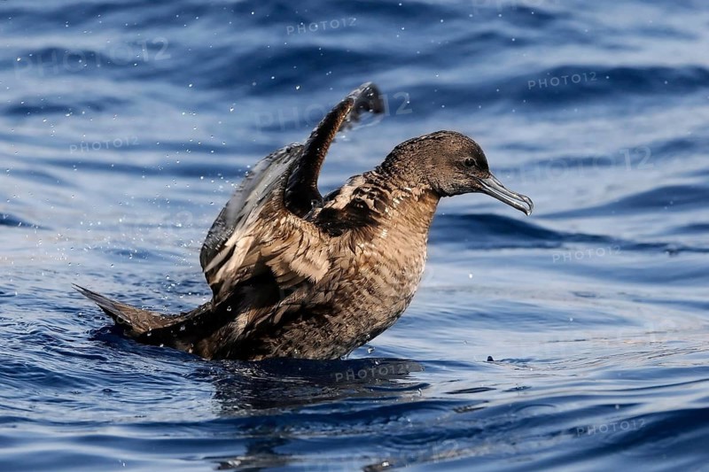 Sooty Shearwater (Ardenna grisea), Eilat, Israel