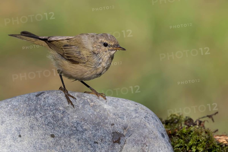 Common Chiffchaff (Phylloscopus collybita) perched on a stone, Lower Saxony, Germany