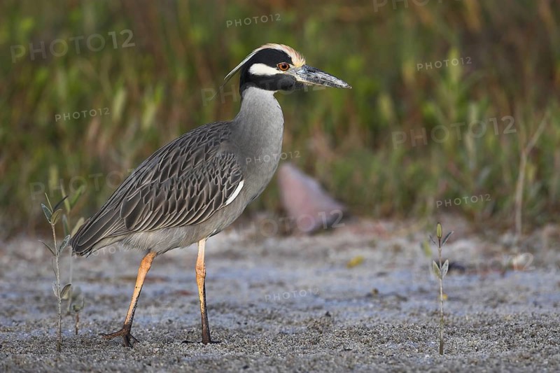 Yellow-crowned Night Heron (Nyctanassa violacea), Florida, USA