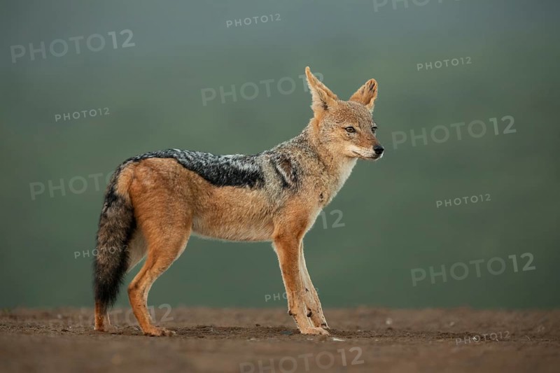 Black-backed Jackal (Canis mesomelas) in savanna, South Africa