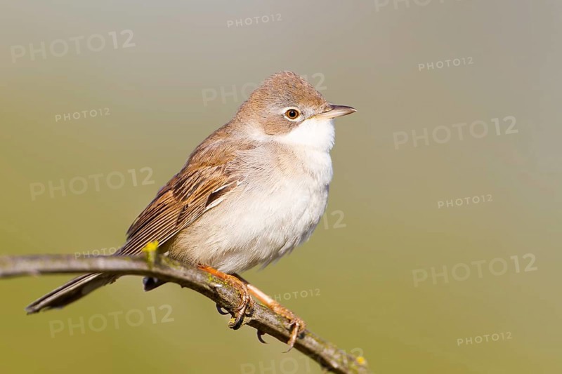 Common Whitethroat (Sylvia communis), Baden-Wuerttemberg, Germany