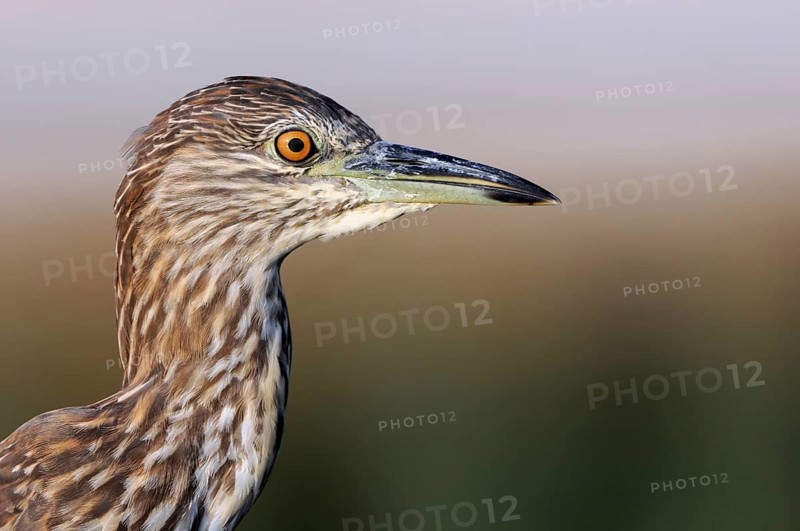 Black-crowned Night Heron (Nycticorax nycticorax) juvenile, Nahsholim, Israel