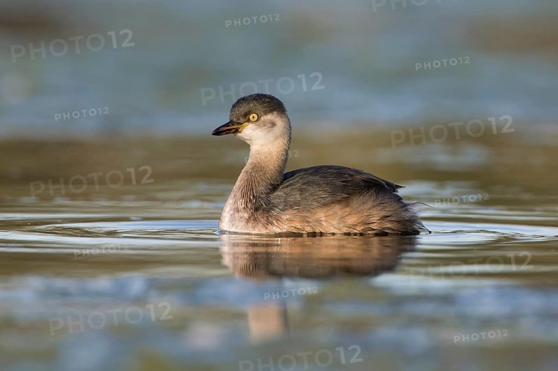 Australasian Grebe (Tachybaptus novaehollandiae), Victoria, Australia
