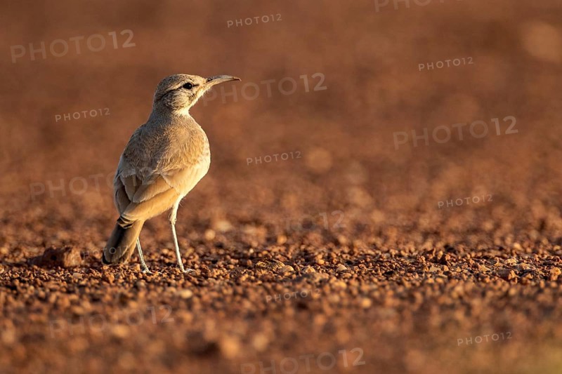 Greater Hoopoe-Lark (Alaemon alaudipes) perched on the ground, Rgabi, Morocco