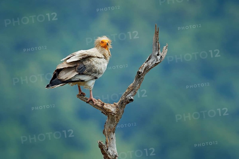 Egyptian vulture, Neophron percnopterus, big bird of prey sitting on branch, green mountain, nature habitat, Madzarovo, Bulgaria, Eastern Rhodopes. Wild vulture, sitting on tree trunk, forest habitat