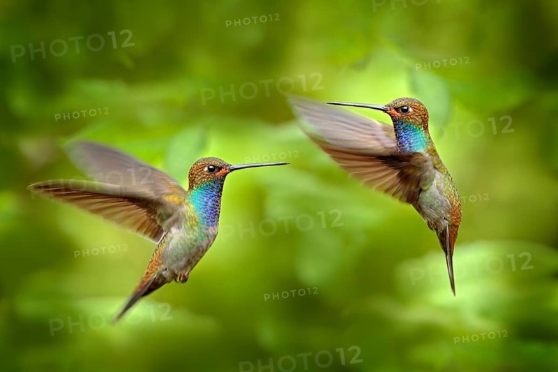 Hummingbird in flight, green forest nature habitat, White-tailed Hillstar, Urochroa bougueri, Montezuma, Colombia