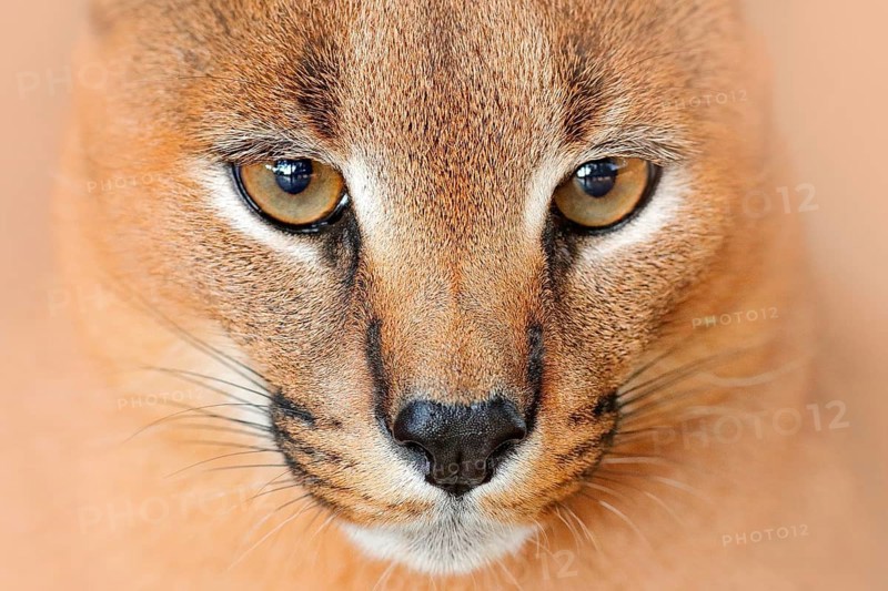 Caracal, African lynx, in green grass vegetation. Beautiful wild cat in nature habitat, Botswana, South Africa. Animal face to face walking on gravel road, Felis caracal. Wildlife scene from nature
