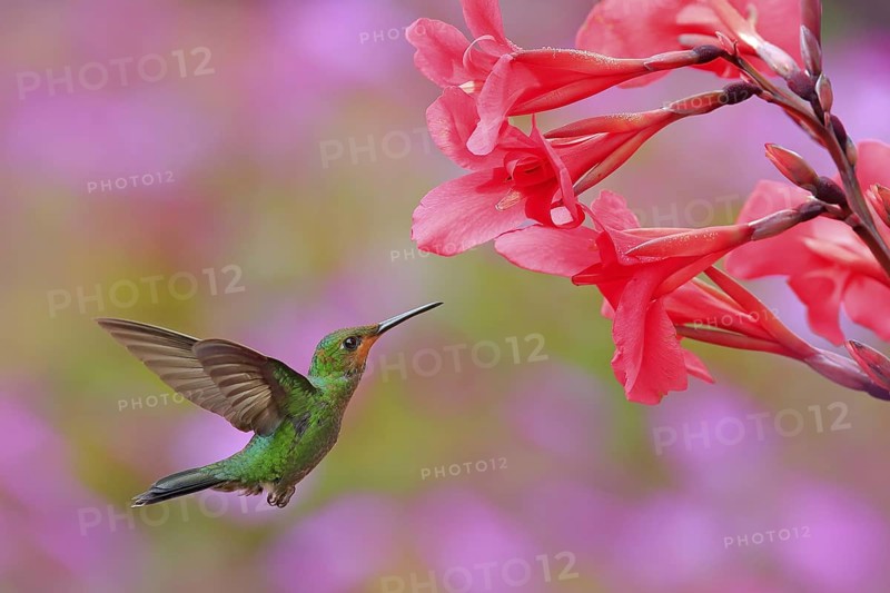Hummingbird Green-crowned Brilliant, Heliodoxa jacula, green bird from Costa Rica flying next to beautiful red flower with pink bloom background