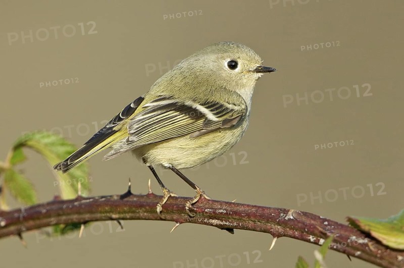 Ruby-crowned Kinglet (Regulus calendula), Texas, USA